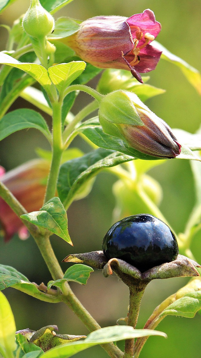 Tollkirsche Strauch einer Tollkirsche mit Blüten und Fruchtstand